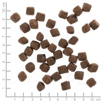 Wolfsblutblackbirdpuppysmall breed brokken